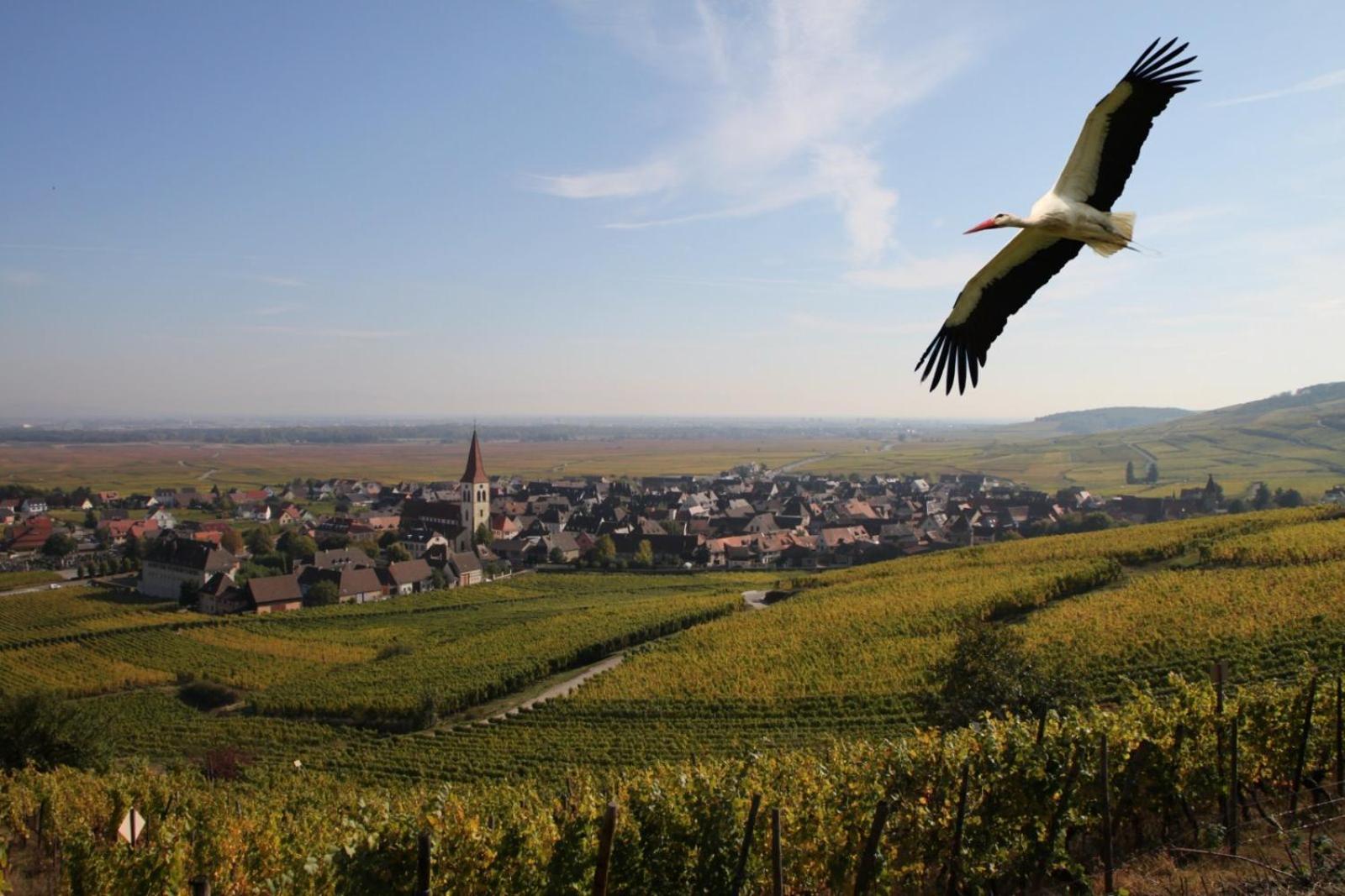 Les Chambres Du Vignoble Ammerschwihr Bagian luar foto
